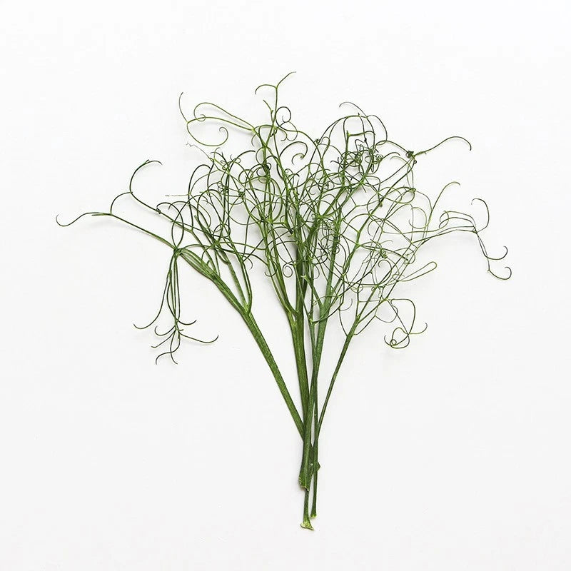 12PCS Real Pressed Dried leaf with stem, Dried Pea Seedling, Pea Shoots FSS110 Dried Flower
