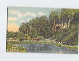 Postcard Water Lilies in Bloom In The Sunny South USA Lily