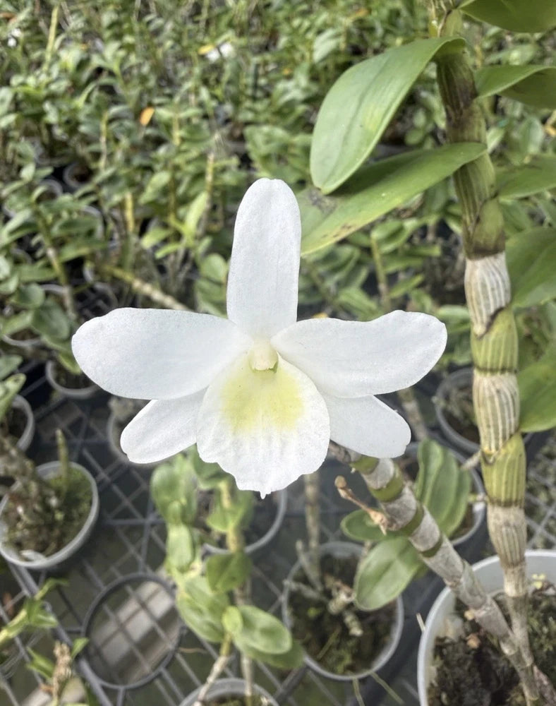 Dendrobium orchid plant with a white five-petal flower and pale yellow center on green stems