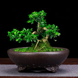 8.3in Chinese Vintage Yixing Zisha Plant Pot, Handmade Bonsai Garden Decor Garden Plants