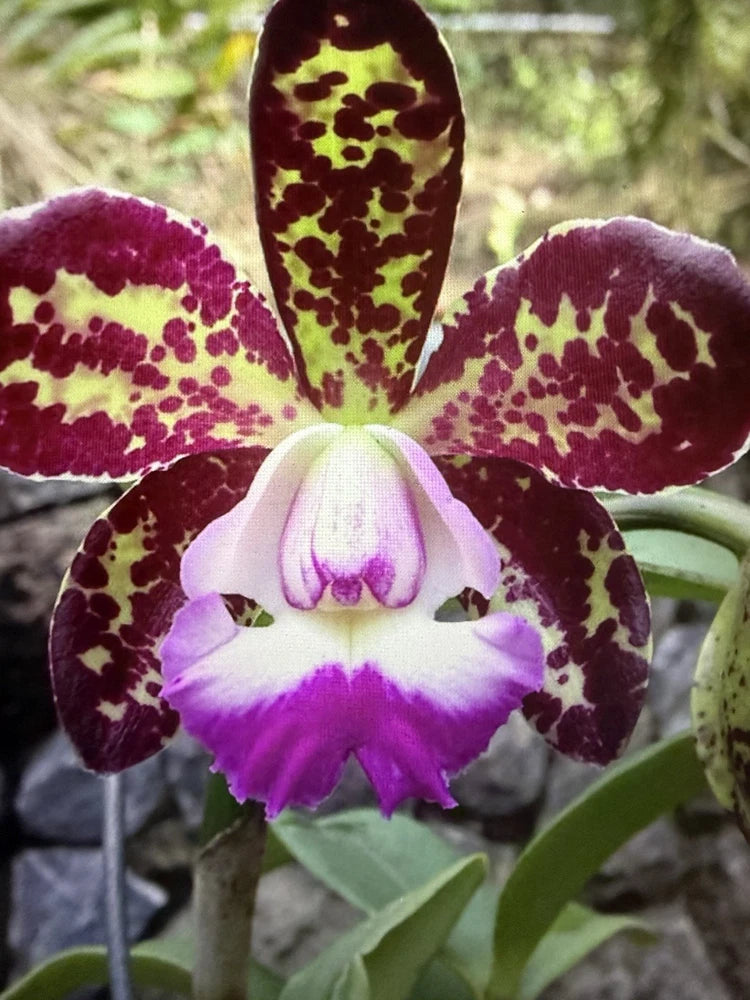 ORCHID PLANTS Cattleya Mott Spot 2 in pot Orchids
