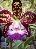 ORCHID PLANTS Cattleya Mott Spot 2 in pot Orchids