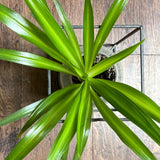 5 Solid Green Spider Plant Pups (3Ð5") Ð Chlorophytum Comosum Ð Fresh Cutting Green Plant