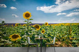 3D Blue Sky Sunflower Flower Wall Murals Wallpaper Murals Wall Sticker 34 Sunflower