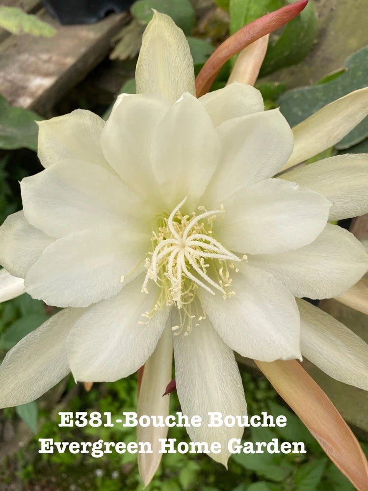 White Epiphyllum orchid cactus bloom with pale petals and long stamens