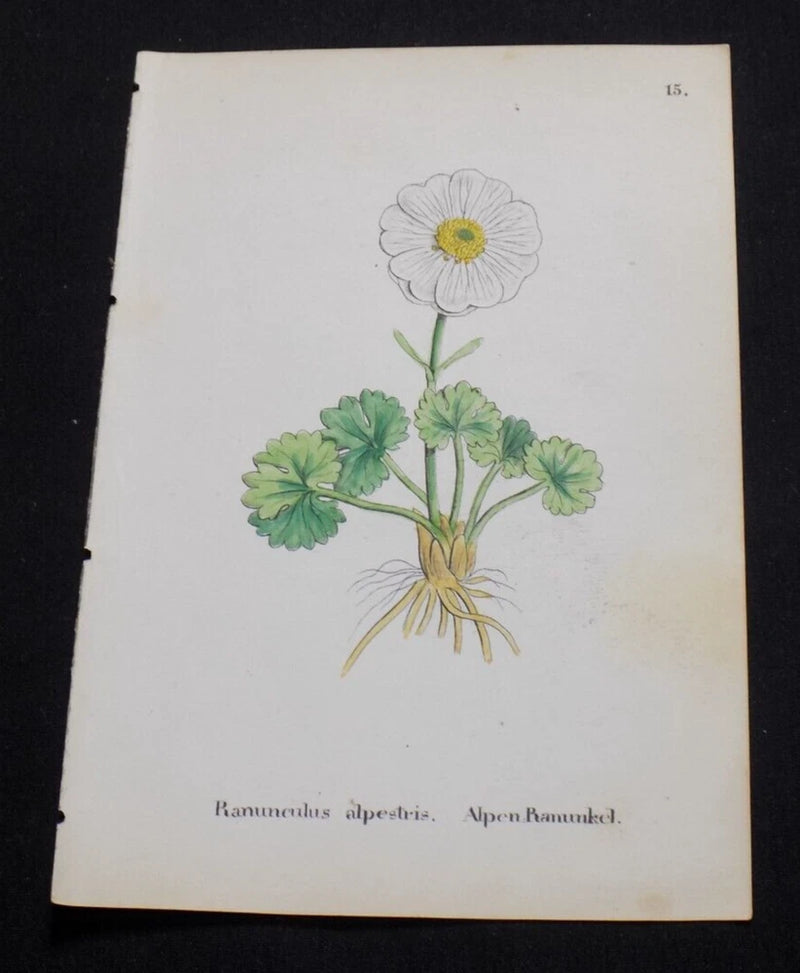 1867 Antique ALPINE FLOWER Print  / ALPINE BUTTERCUP, or, RANUNCULUS ALPESTRIS Ranunculus