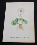 1867 Antique ALPINE FLOWER Print  / ALPINE BUTTERCUP, or, RANUNCULUS ALPESTRIS Ranunculus