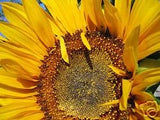 Sunflower Seeds - mixed, at least 25 seeds Sunflower