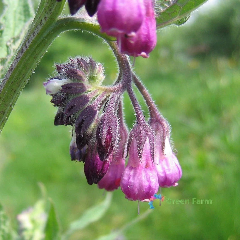 100 Seeds Symphytum Officinale Common Comfrey Perennial Flowering Plant Boneset Flowering Plants