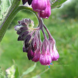 100 Seeds Symphytum Officinale Common Comfrey Perennial Flowering Plant Boneset Flowering Plants