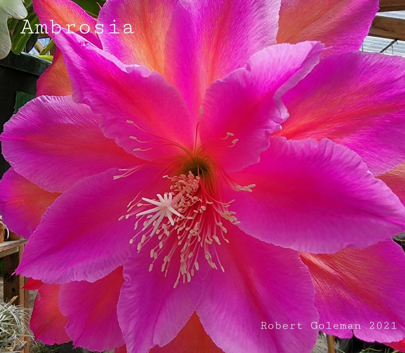 Epiphyllum orchid cactus flower, vivid pink petals with orange-yellow center
