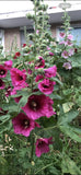 GIANT HOLLYHOCK MIXED COLORS 50 SEEDS, HARDY PERENNIAL, EZ TO GROW, USA SELLER Flowering Plants