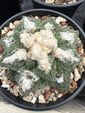 Ariocarpus hintonii Godzill succulent cactus selfroot Garden DŽcor Boutique Garden Plants
