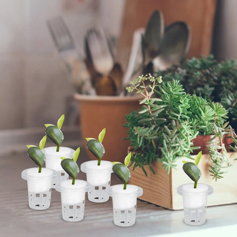 Set of small white hydroponic plant baskets with green seedlings and sprouts