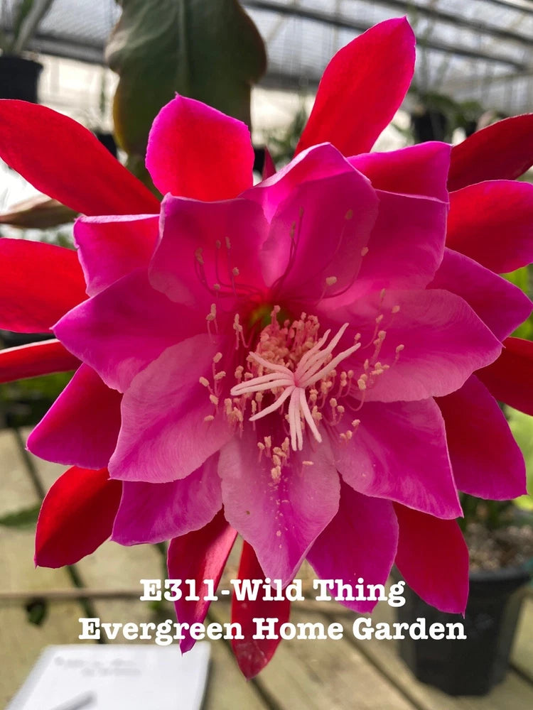 Pink epiphyllum orchid cactus flower on a green growing plant in starter pot