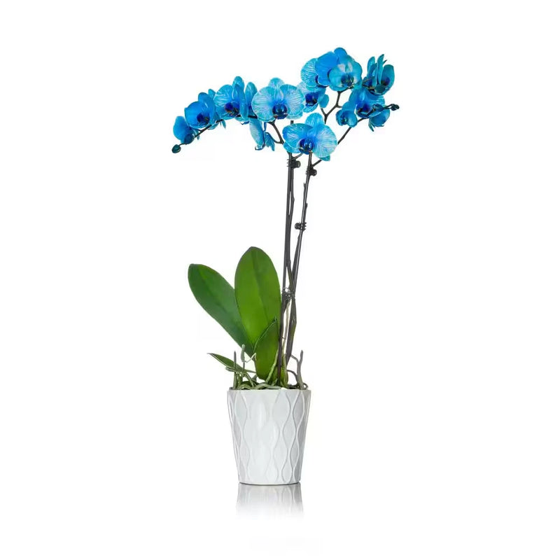 Blue orchid plant with two stems in white ceramic pot