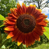 Flower Seeds:  Evening Sun Sunflower Seeds 50 Seeds Fresh Seed Sunflower