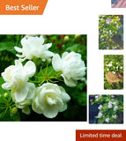 50 Pcs Jasmin Seeds for Planting Fragrant Flower Seeds for Home Garden Decor Garden Plants