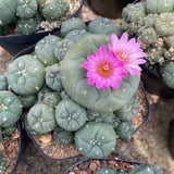 5-6cm RareSucculent Plant cactus home potted Garden beautiful Plants Garden Plants