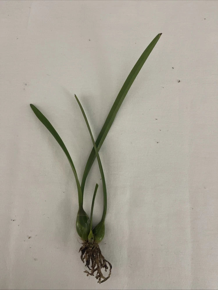 Live bare-root orchid plant with green leaves and exposed roots