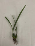 Orchid live Encyclia angustifolia - bare root Orchids