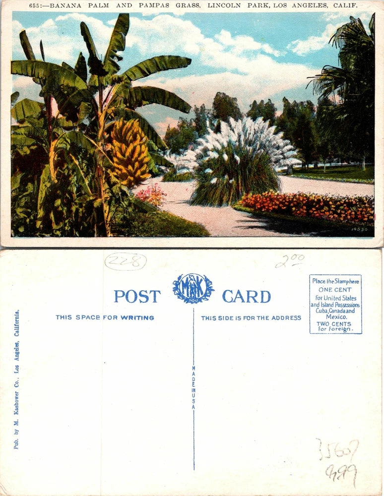 Los Angeles CA Lincoln Park Banana Palm Pampas Grass Postcard Unused (35607) Pampas Grass