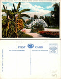Los Angeles CA Lincoln Park Banana Palm Pampas Grass Postcard Unused (35607) Pampas Grass