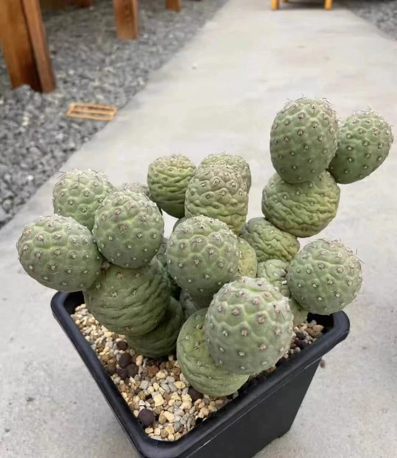 Multi heads Succulent Cactus Plant Tephrocactus Geometricus Home Garden Garden Plants
