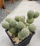 Multi heads Succulent Cactus Plant Tephrocactus Geometricus Home Garden Garden Plants