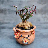 6CM Succulent Cactus Plant Monadenium Montanum Rubellum Cactaceae Garden Plant Garden Plants