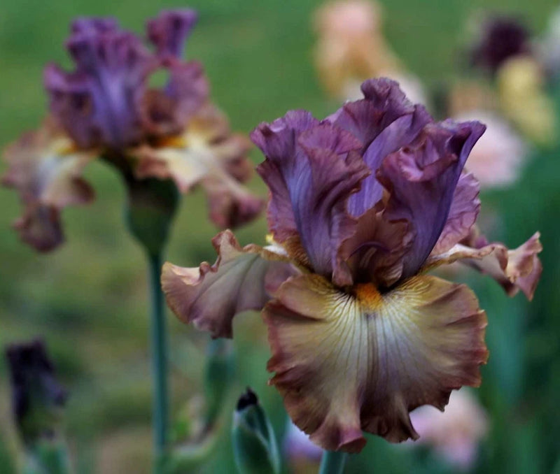 Purple and tan bearded iris flower on a garden plant with multiple blooms