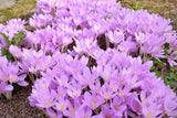 10 AUTUMN CROCUS Colchicum Autumnale Meadow Saffron Flower Seeds *Comb S/H Flowering Plants