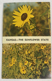 Vintage Postcard ~ State Flower of Kansas, The Sunflower State ~ KS Sunflower