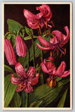 Flowers~Pink Marfagon Lilies~Vintage Postcard Lily