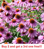 2,000 Purple Coneflower Seeds Flowering Plants