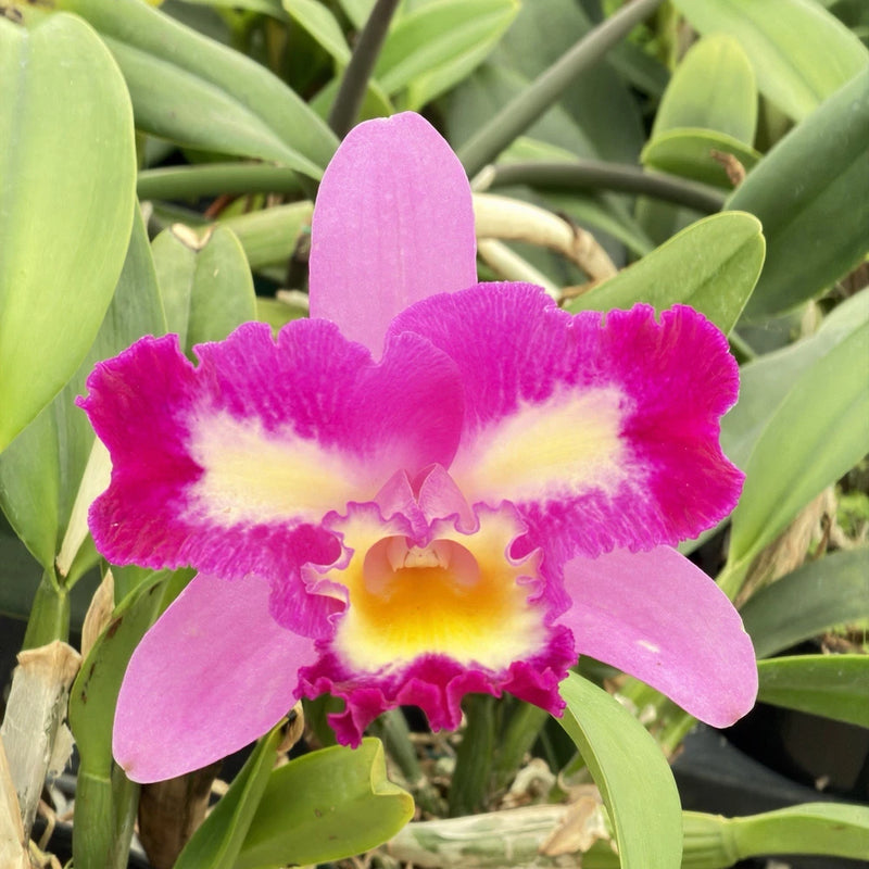 Pink and purple orchid flower with yellow center, surrounded by green leaves