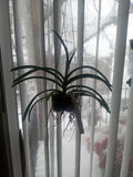 Potted Vanda orchid with long strap leaves and dangling roots