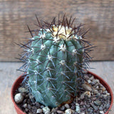 D6788 COPIAPOA LEMBCKEII pot10-H9-W5,5 cm MaMa Cactus Green Plant
