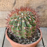 D5858 DENMOZA RHODACANTHA pot20-H14-W14 cm MaMa Cactus Green Plant