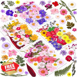 140 Pcs Dried Pressed Flowers Herbs Kit Resin Jewelry Crafts Nails Dried Flower