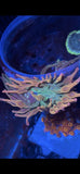 Nexus Burst Anemone 90/10 Split Anemone