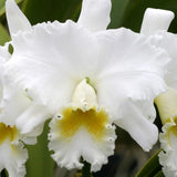 Rlc. Wendy Tanaka Orchids