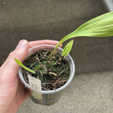 koellensteinia ionoptera Blue-purple Terrestrial Orchid Zygopetalum #1 Orchids