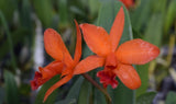 Orange-red orchid flower with five pointed petals and red center details