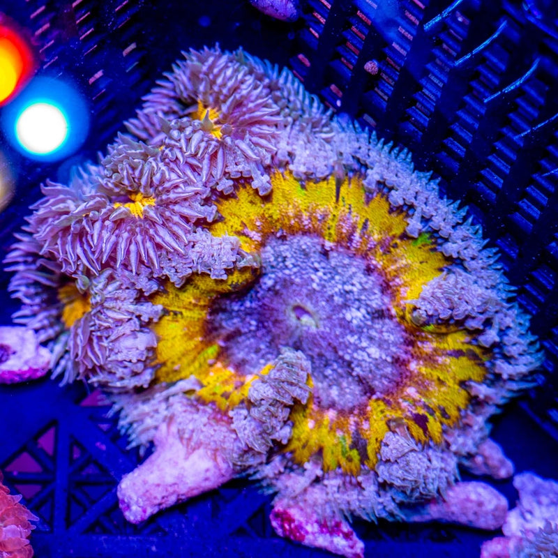 Ultra Orange Rock Flower Anemone Anemone