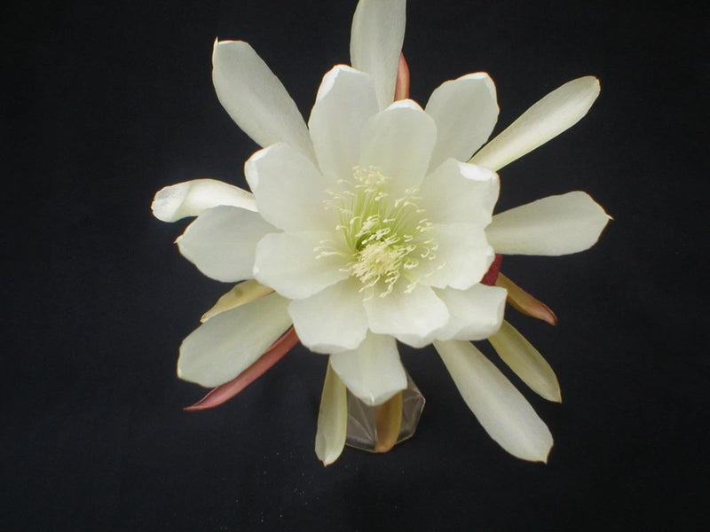 White orchid cactus flower with pale yellow center and layered petals
