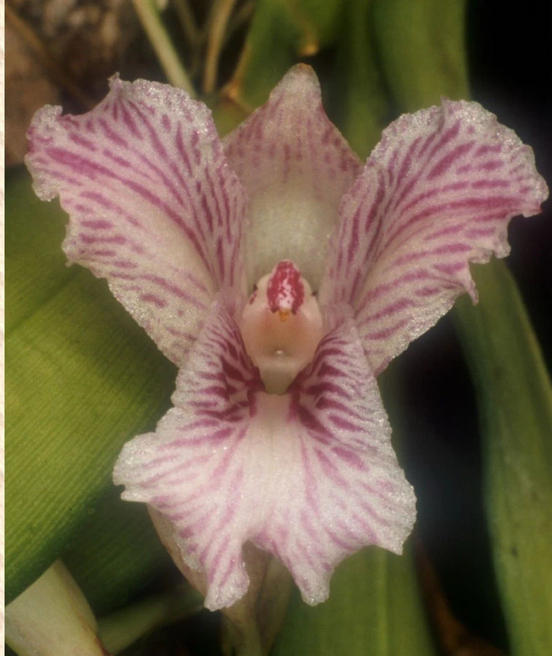 Pink orchid blossom with purple stripes and ruffled petals