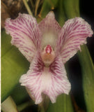 Rodriguezia strobelii Orchids