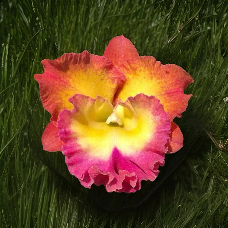 Red, pink, and yellow orchid bloom with ruffled petals and yellow center