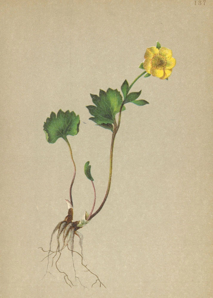 ALPENFLORA ALPINE FLOWERS. Ranunculus pythora Crantz-Tšdtlicher Hahnenfuss 1897 Ranunculus